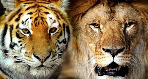 lion tiger company|About Us – Lion.